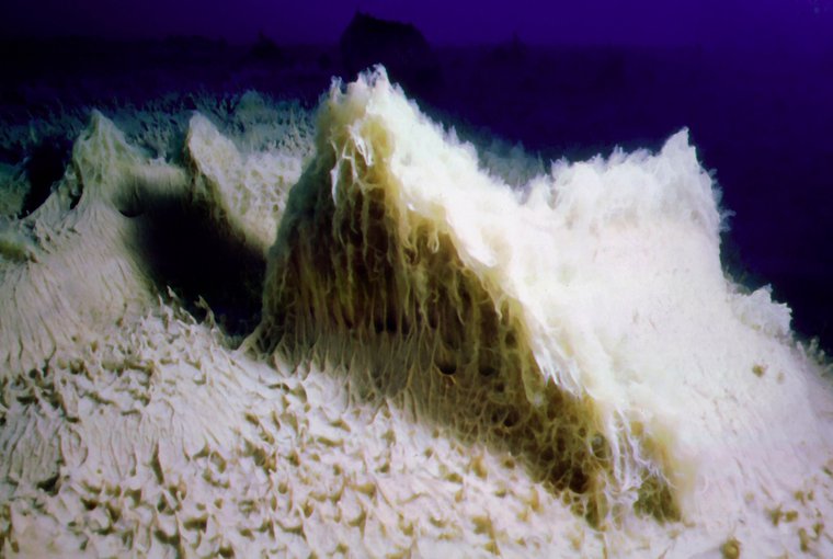 Microbial Mat Community, Lake Vanda, Antarctica.