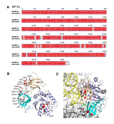 A comparison of the amino acids in the modern EF-Tu protein compared to the ancient version (top). Small differences are highlighted. Ribbon visualization of the ancient EF-Tu protein (bottom left), and EF-Tu protein attached to a 70S ribosome (right).
