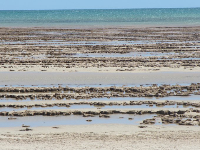 Bands of seif stromatolites at low tide located in Booldah Province on the southwestern margin of Hamelin Pool.