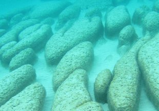 Elongate nested stromatolites, previously unknown in Hamelin Pool.