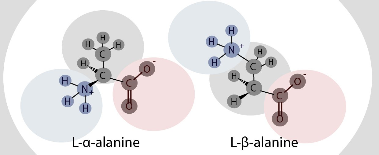In β-alanine, the amino group (blue) is attached to the β carbon as opposed to the α carbon. The α carbon (left image) is the central carbon where both the amino (blue) and carboxylic acid (red) groups are attached.