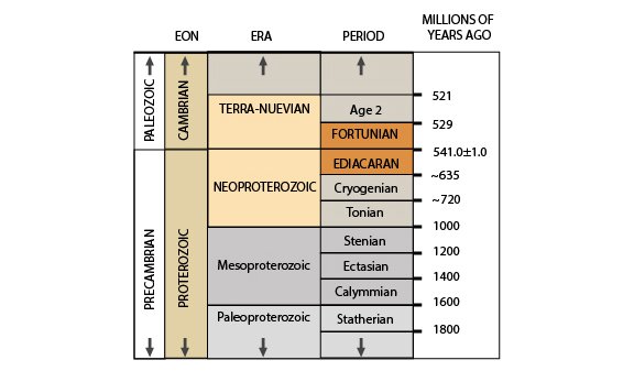 The Ediacaran Period lasts from the end of the Cryogenian Period (635 million years ago) to the start of the Cambrian Period (~541 million years ago). The Ediacaran is named after South Australia's Ediacara Hills.