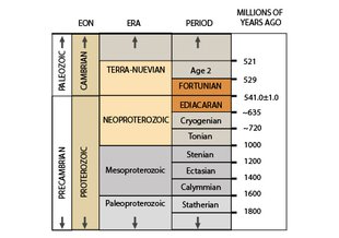 The Ediacaran Period lasts from the end of the Cryogenian Period (635 million years ago) to the start of the Cambrian Period (~541 million years ago). The Ediacaran is named after South Australia's Ediacara Hills.