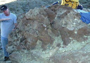 In situ macro and mesostructure of Barstow Formation tufa. Image credit: Ibarra and Corsetti