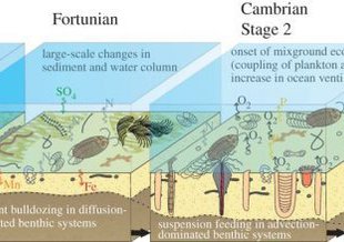 Biota from the Ediacaran period through the Cambrian explosion.