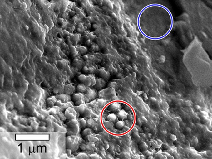 This is a scanning electron microscope image showing spheroidal features (circled) on Yamato 000593 — a meteorite found on Earth that originated on Mars. The features were found in a layer of iddingsite, which is a mineral created in water. Investigators hope to bring high-definition scanning electron microscopes to the Martian surface. Credit: NASA