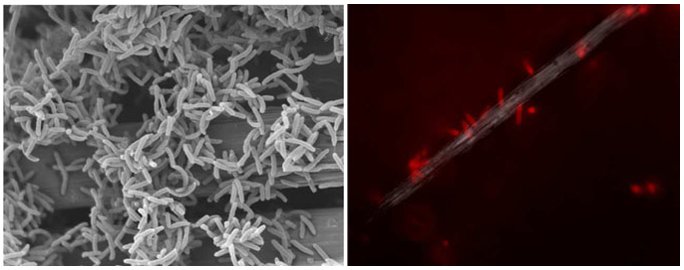 Scanning electron microscopy showing attachment of Delftia sp. WE1-13 on carbon cloth fibers, and in vivo fluorescent image of Delftia sp. WE1-13 cells attached to an electrode during electrochemical analysis. Image source: Y. Jangir and M.Y. El-Naggar (USC).