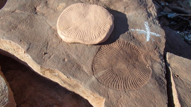 Dickinsonia costata, one of the most common species of the Ediacaran period, moved and fed on seafloor microbe mats. This specimen and its silly putty cast are about 6 centimeters across and from the Nilpena Station of South Australia.