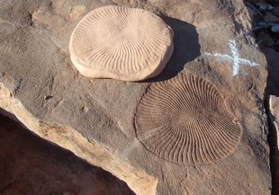 Dickinsonia costata, one of the most common species of the Ediacaran period, moved and fed on seafloor microbe mats. This specimen and its silly putty cast are about 6 centimeters across and from the Nilpena Station of South Australia.