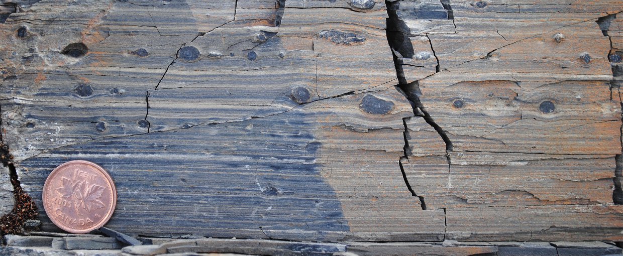 View of carbonate rocks from Mount Slipper, Yukon that contain apatitic scale microfossils. Fossils are found by dissolving the carbonate rocks in weak acid. Canadian penny for scale.