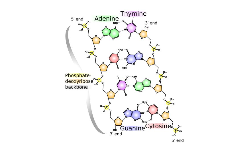 Artist illustration of the chemical Structure of DNA.