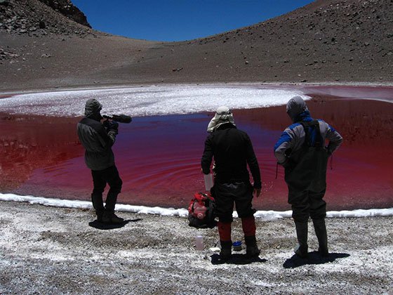 Summit of the Simba volcano (19,400 ft) – The summit crater lake is shallow and its water column completely transparent. The red color of the lake is from an algae that has developed special pigments in response to extreme levels of short wavelength (UVA and UVB) radiation. Source: SETI Institute/ NAI High Lakes Project