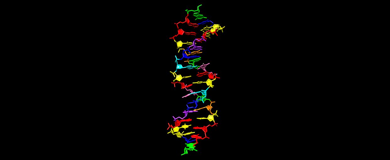 This illustration shows the structure of a new synthetic DNA molecule, dubbed hachimoji DNA, which uses the four informational ingredients of regular DNA (green, red, blue, yellow) in addition to four new ones (cyan, pink, purple, orange).