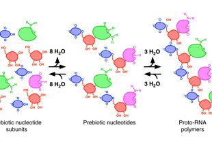 Schematic representation of prebiotic nucleotide synthesis and polymerization.